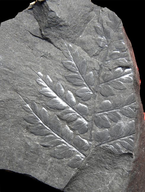 Mariopteris muricata